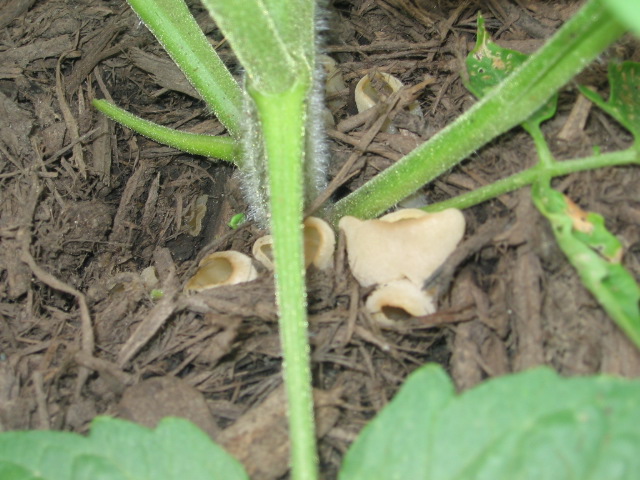 Eew fungus... Cup Fungi and tomato bug damage