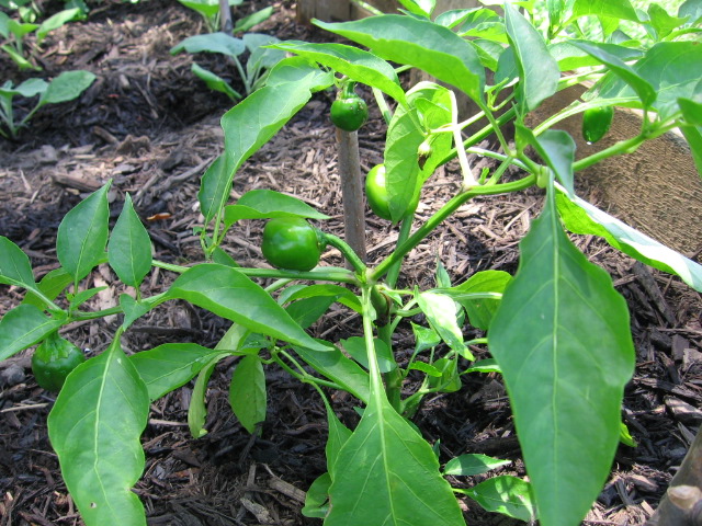 First peppers at the OTR Urban Farm