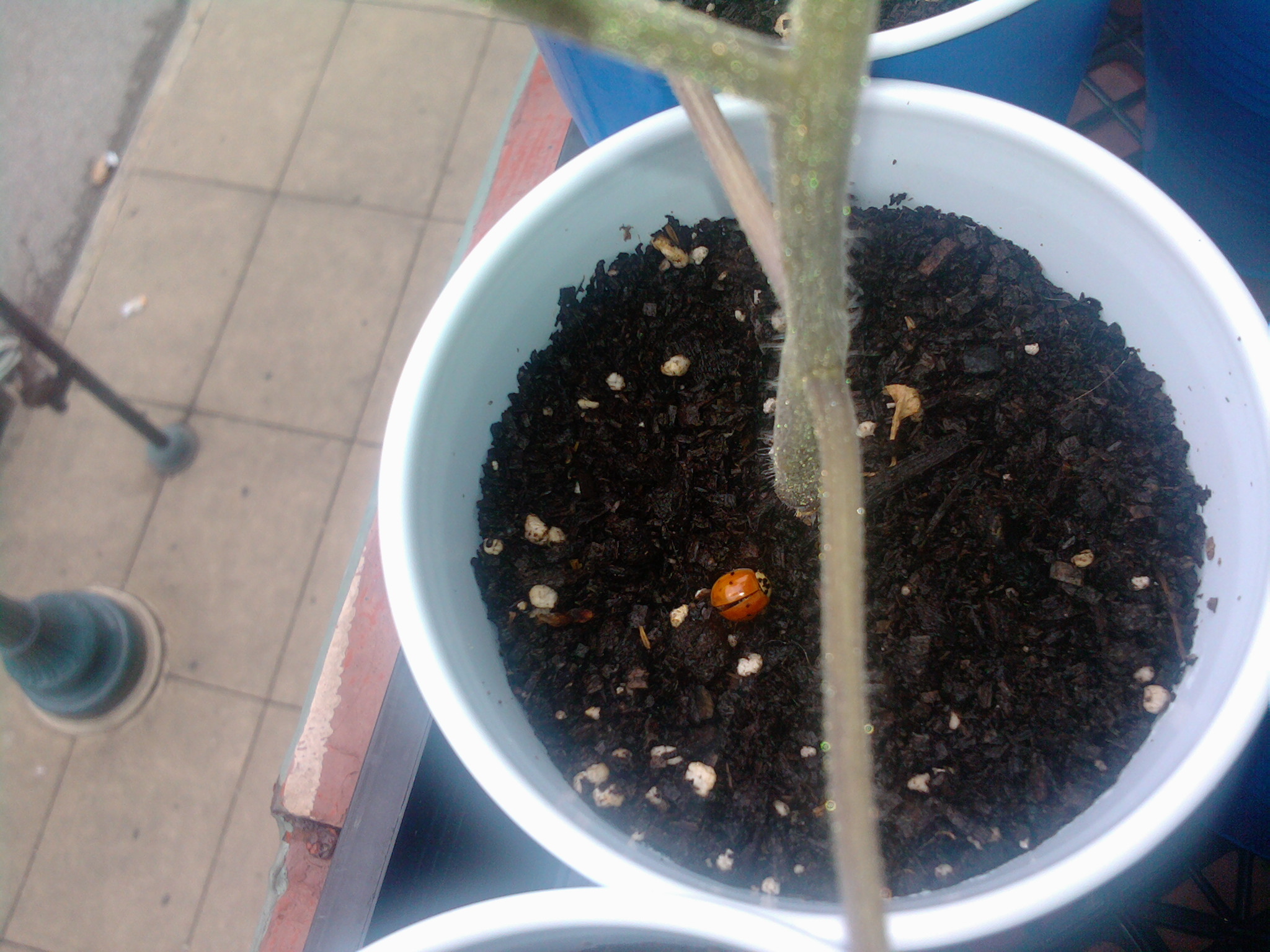 Tomato and Ladybug
