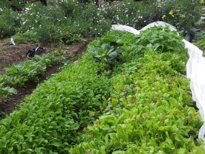 leaf lettuce in OTR Cincinnati