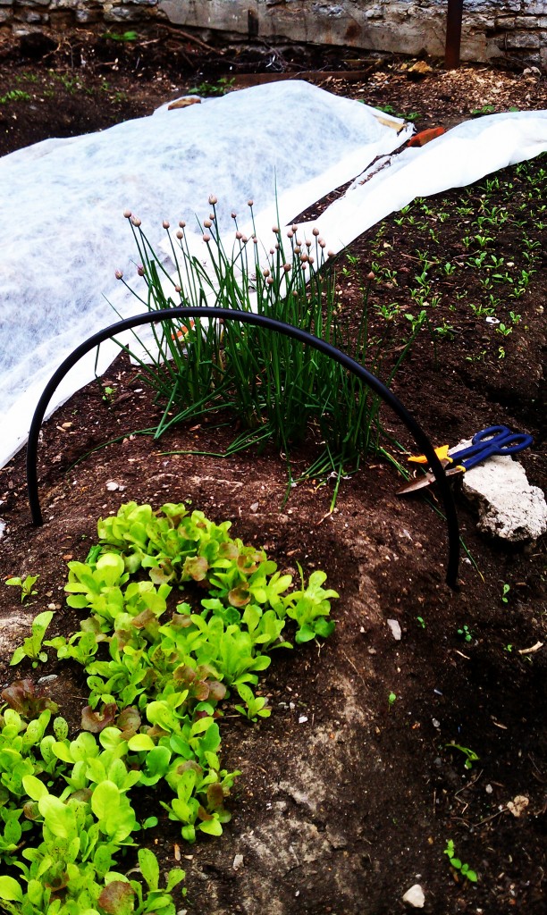 Rainbow Chard Sprouts