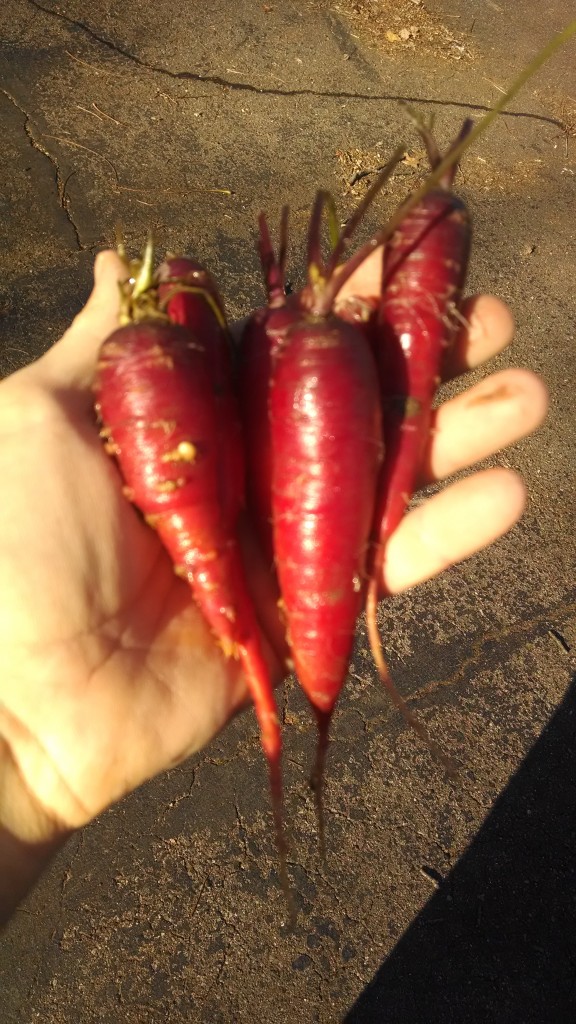 purple carrots thanksgiving cincinnati