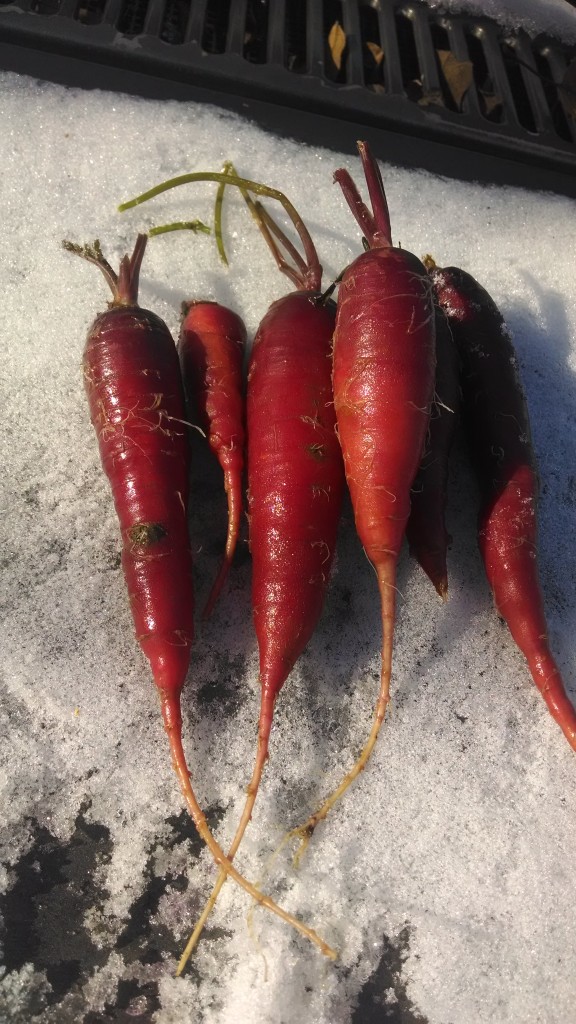 Purple Carrots Cincinnati thanksgiving