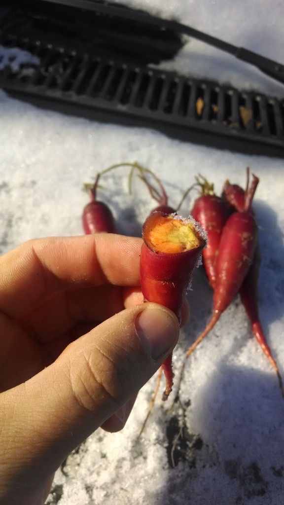 purple carrots orange on inside