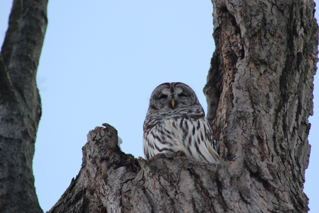 Profile-owl-2014-jan-tree