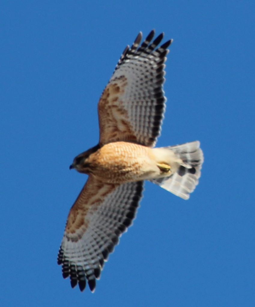 Redtail Hawk