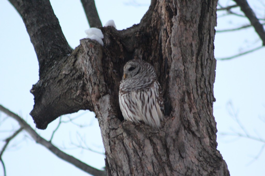 owl-awake-open-eyes-night