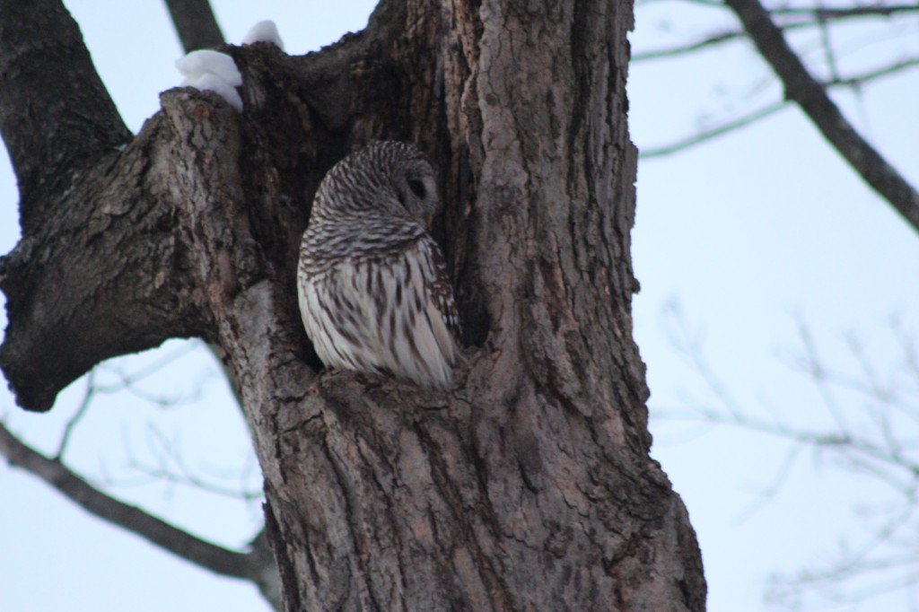 owl-looking-around