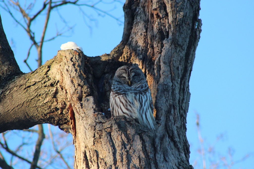 owl-sun-best-focus