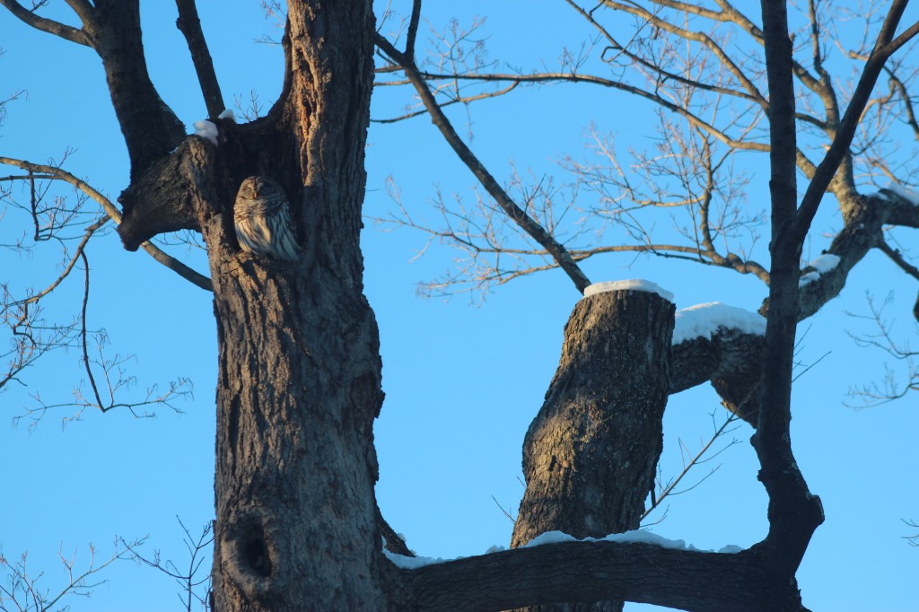 pan-owl-tree-