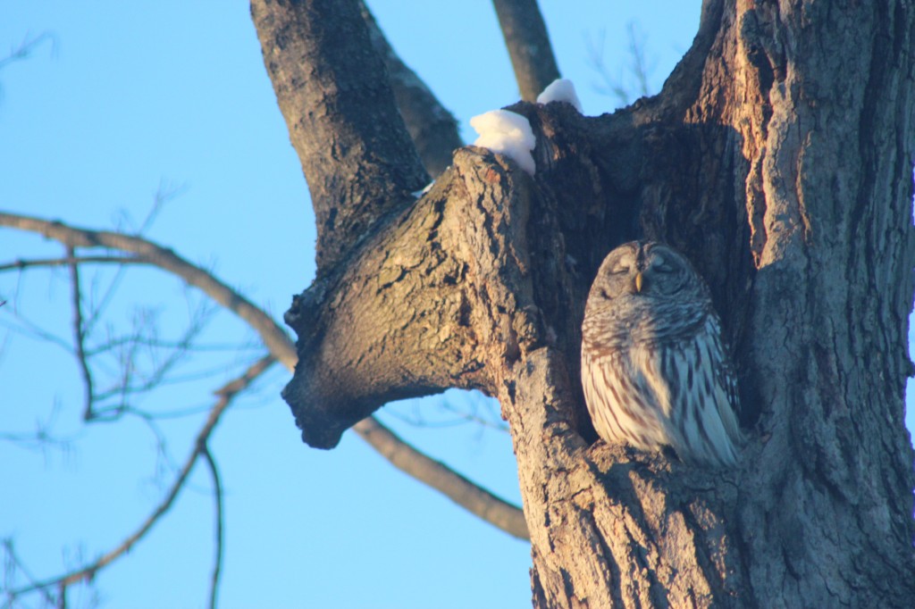 sun-owl-best-beak-