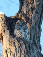 Southern Ohio Owl Barred Owl