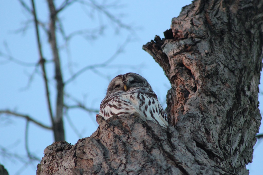 sun-profile-owl