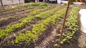 lettuce-otr-garden-2014