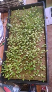 lettuce-germination-indoor-2014-*-